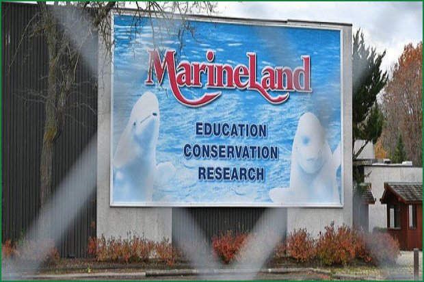 28 Beluga Whales Rescued from Canadian Park to U.S. Aquariums