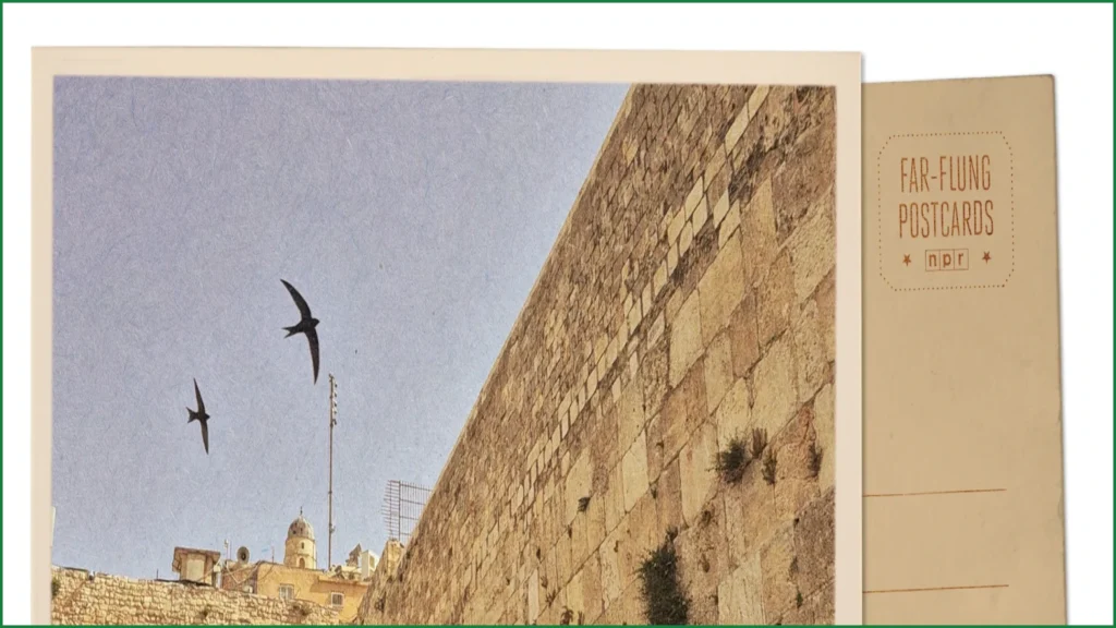 Ancient Swift Colonies Thrive at Jerusalem’s Holy Sites