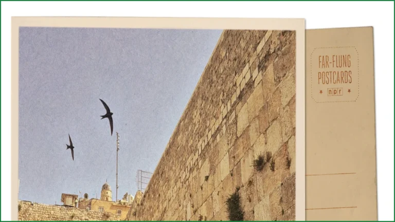 Ancient Swift Colonies Thrive at Jerusalem’s Holy Sites