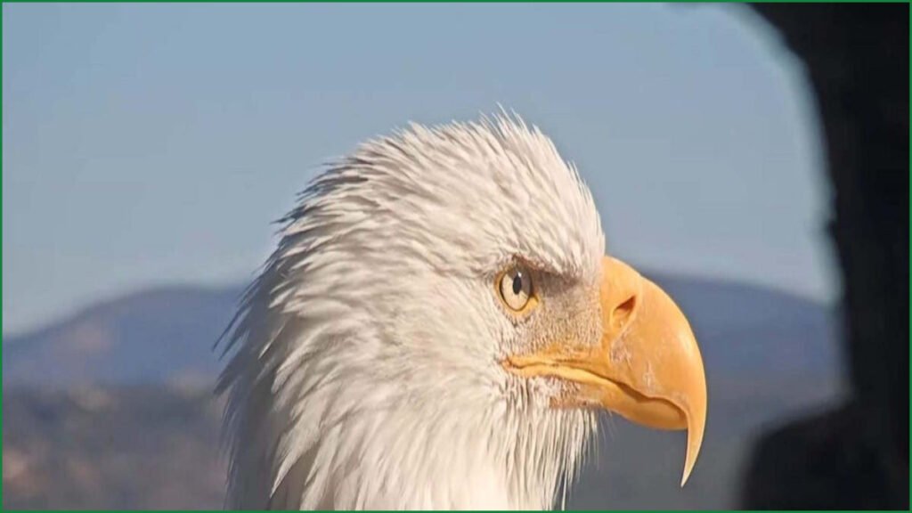 Big Bear Bald Eagle Jackie in Critical Condition