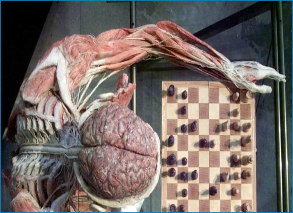 Body Worlds Creator Gunther von Hagens Dies, Will Be Plastinated