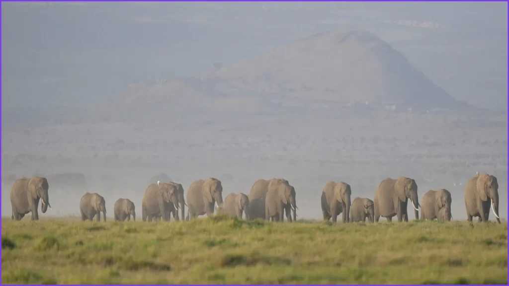 Cyanide-Tainted Tomatoes Suspected in Kenya Elephant Deaths