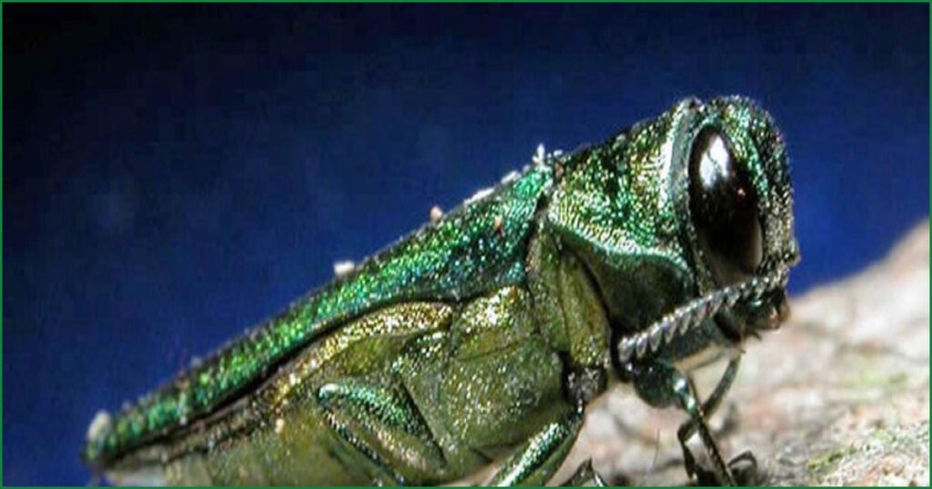 Destructive Emerald Ash Borer Beetle Detected in European Union