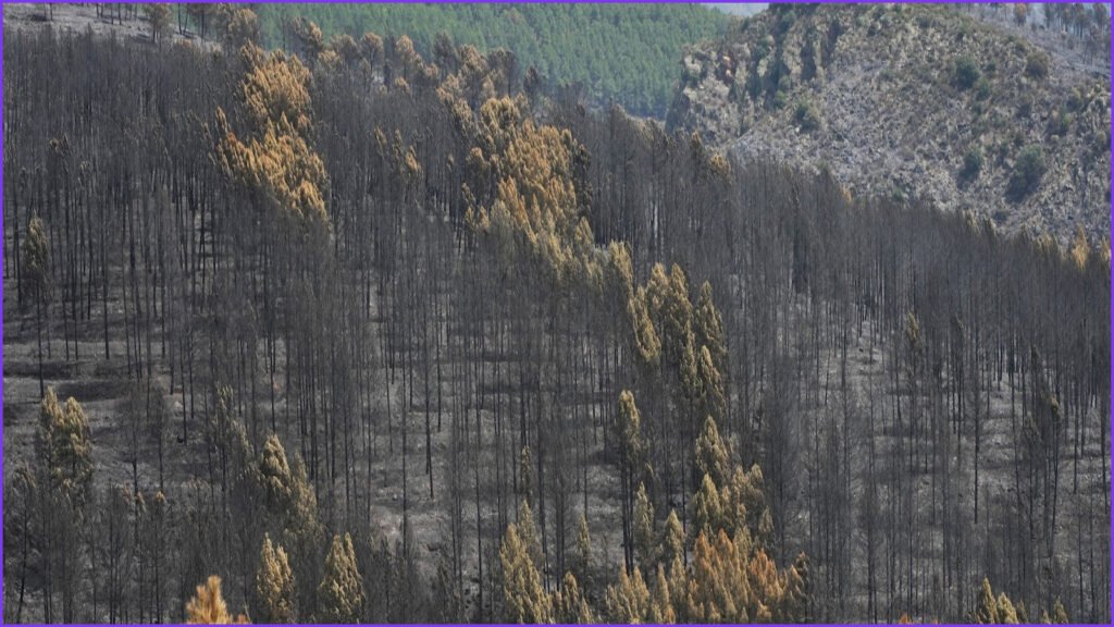 Firefighters Battle Massive Wildfire Amidst Intense Spanish Heat Wave