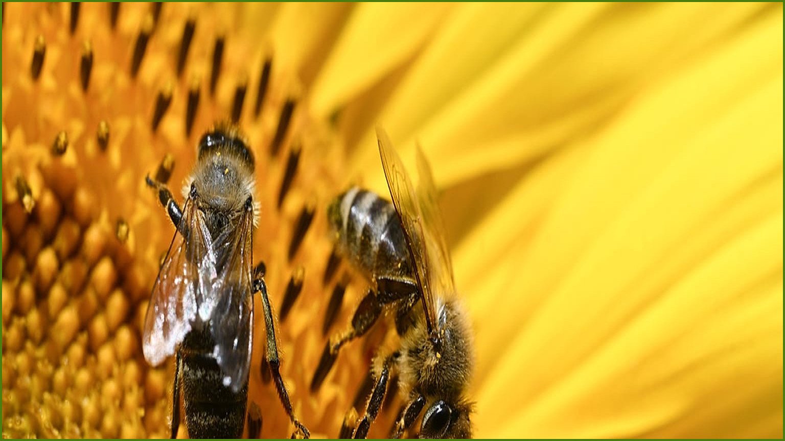 France Passes Emergency Law Allowing Conditional Use of Two Pesticides