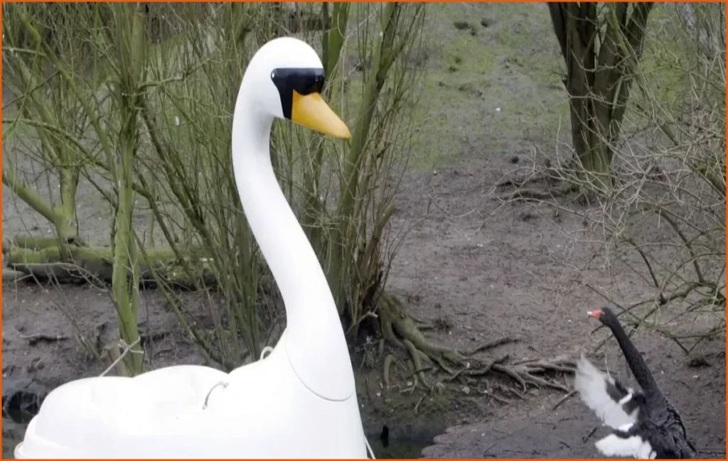 Germany’s Wild Tradition of Summer Silly Season Animals