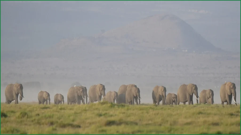 Investigation Launched After 15 Elephants Die in Kenya Park