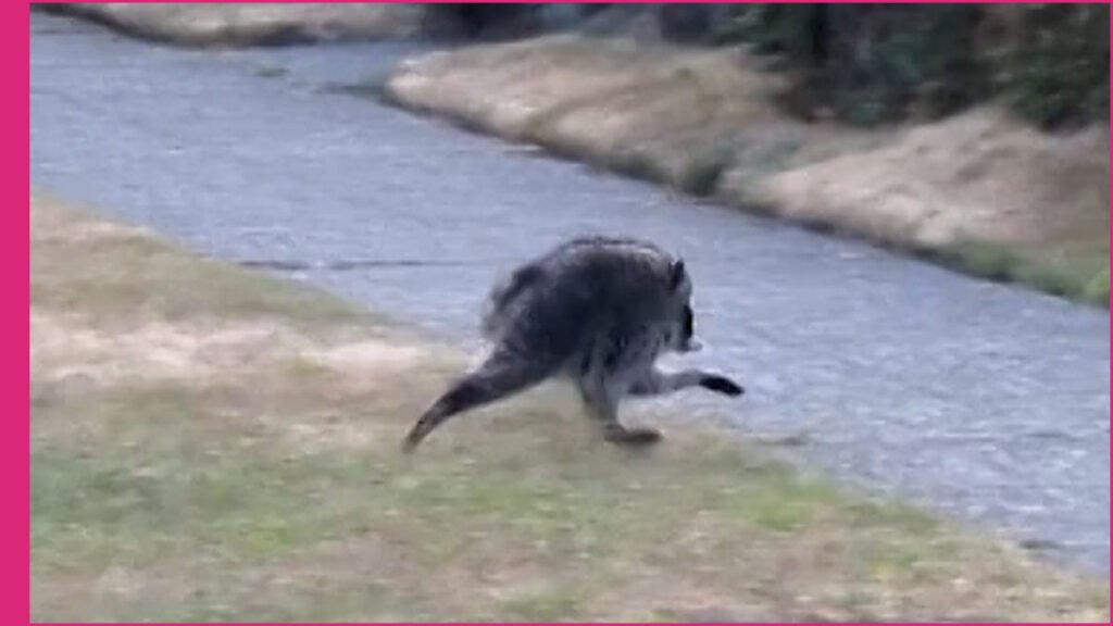Jimothy the Raccoon Becomes a Global Viral Internet Sensation