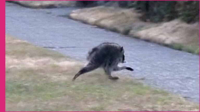 Jimothy the Raccoon Becomes a Global Viral Internet Sensation