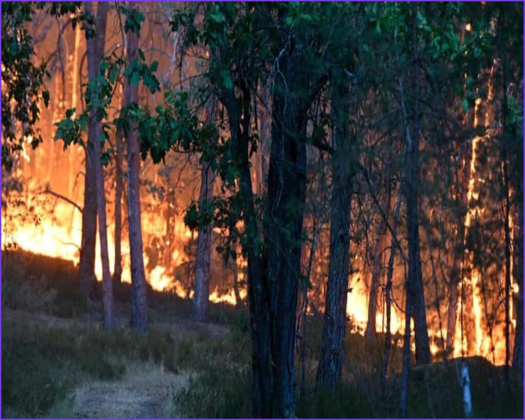 Large Wildfire Forces Evacuations in Fontainebleau Forest Near Paris