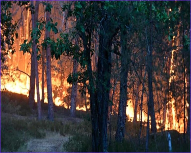 Large Wildfire Forces Evacuations in Fontainebleau Forest Near Paris