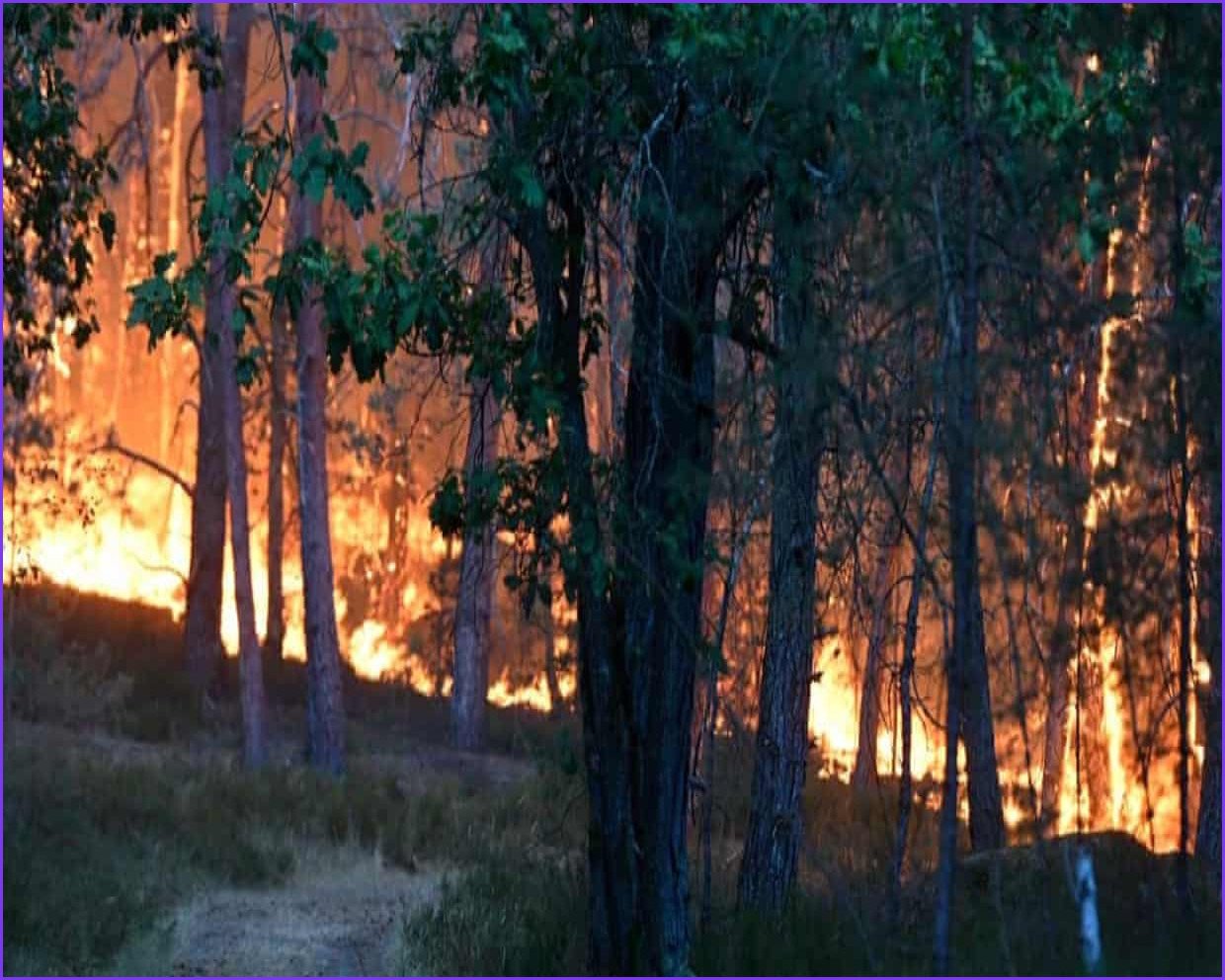 Large Wildfire Forces Evacuations in Fontainebleau Forest Near Paris
