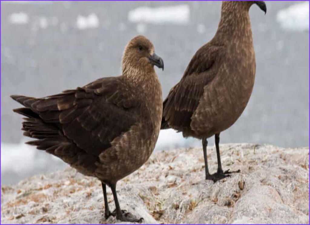 New Zealand Confirms First H5N1 Bird Flu Case