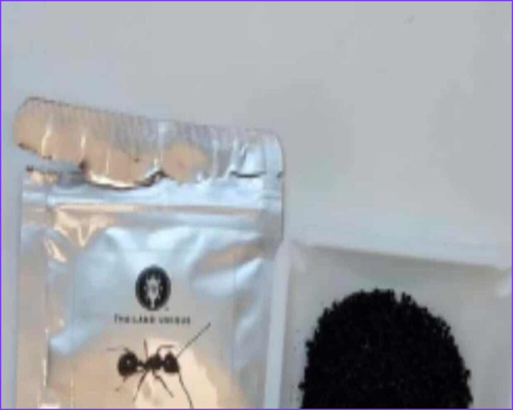 Seoul Restaurant Faces Prison Time Over Illegal Ant Dessert