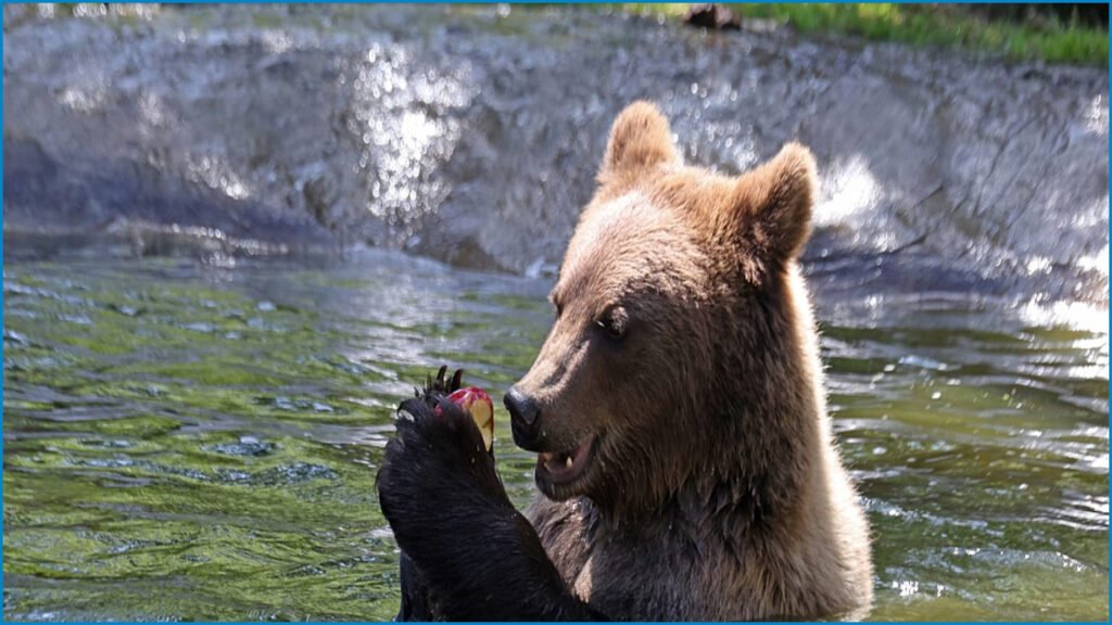 Study Finds 5% of Cantabrian Brown Bears Use Deception