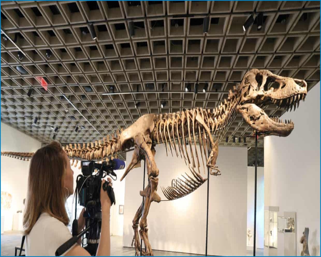 T. rex Skeleton Auction Sparks Concern Among Palaeontologists