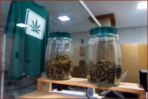 Thailand Debates Future of Cannabis Amid Smuggling and Political Pressure