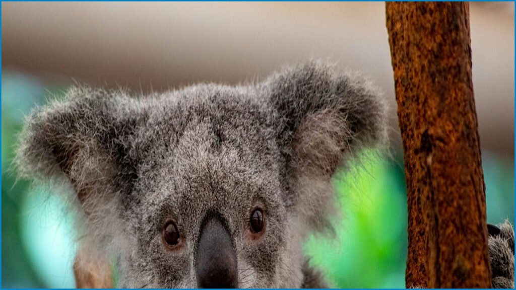 Travellers Reveal Their New Bucket List Wildlife Species