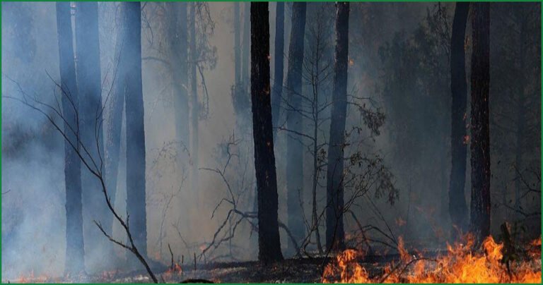 Wildfires Force Over 267,000 to Flee in France and Spain