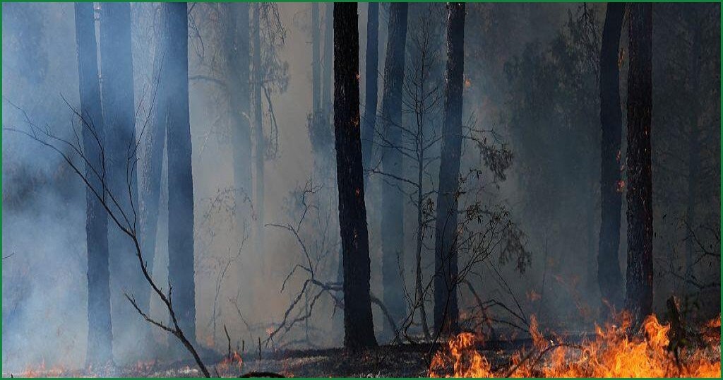 Wildfires Force Over 267,000 to Flee in France and Spain