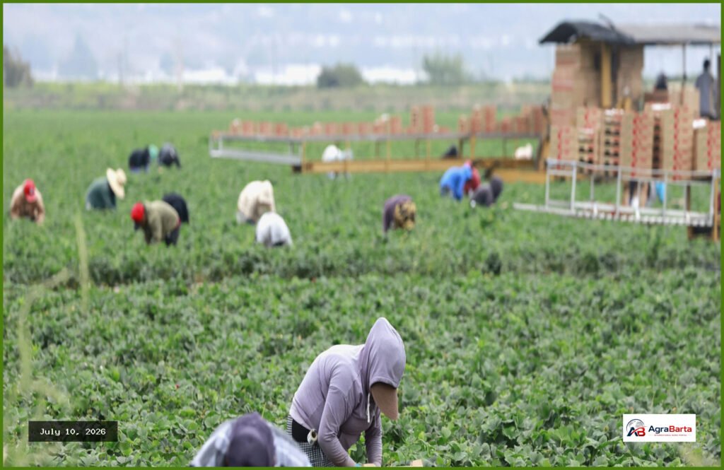 H-2A Farm Visa Program Surges Amid Bipartisan Discontent
