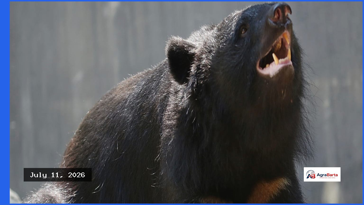 Japanese Elementary Students Learn Bear Safety Strategies