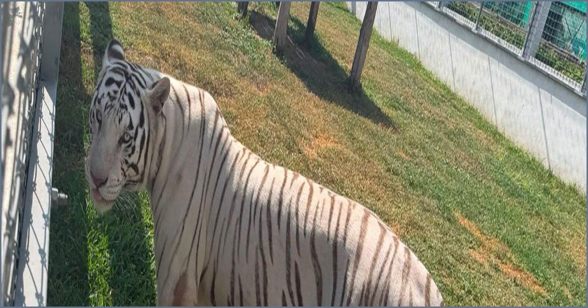 135 Exotic Animals Seized in Mexican Fuel Smuggling Raid