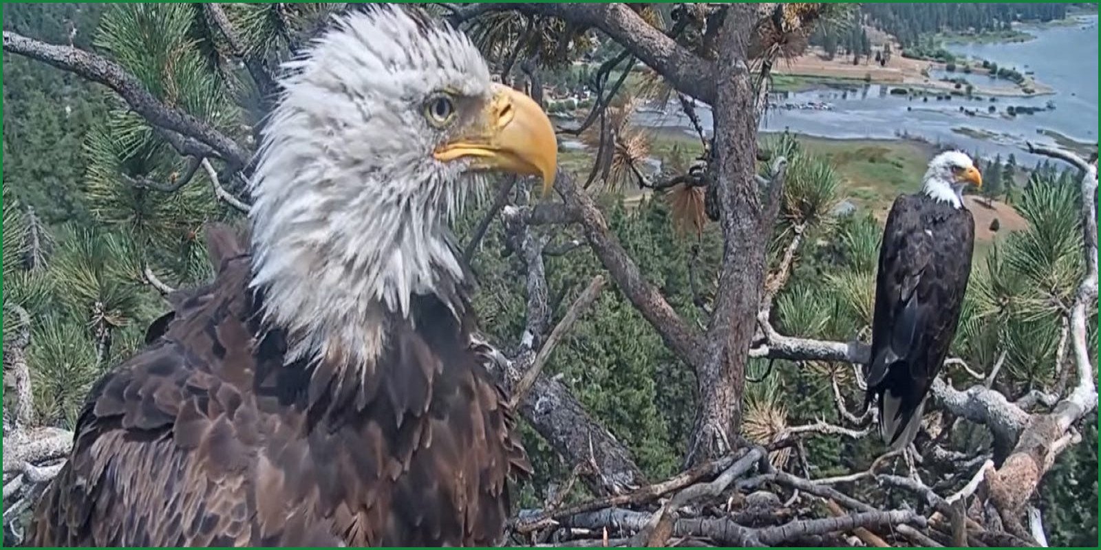 Bald Eagle Fans Find Hope as Shadow Meets New Eagle