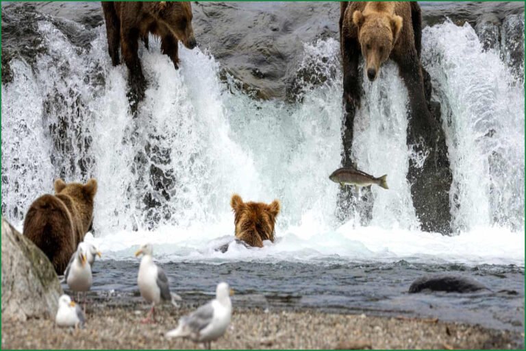 Bearcam Draws Millions to Watch Alaskan Brown Bears Feast on Salmon