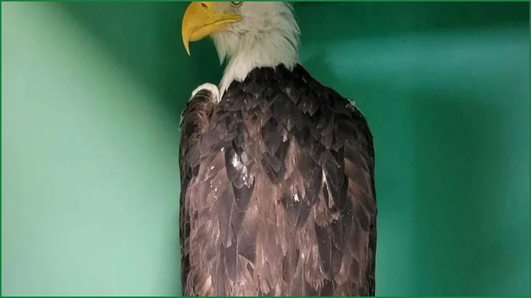 Beloved Bald Eagle Jackie Dies After Health Battle