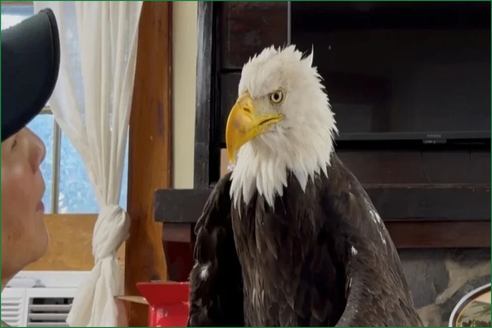 Beloved California Bald Eagle Jackie Dies After Illness