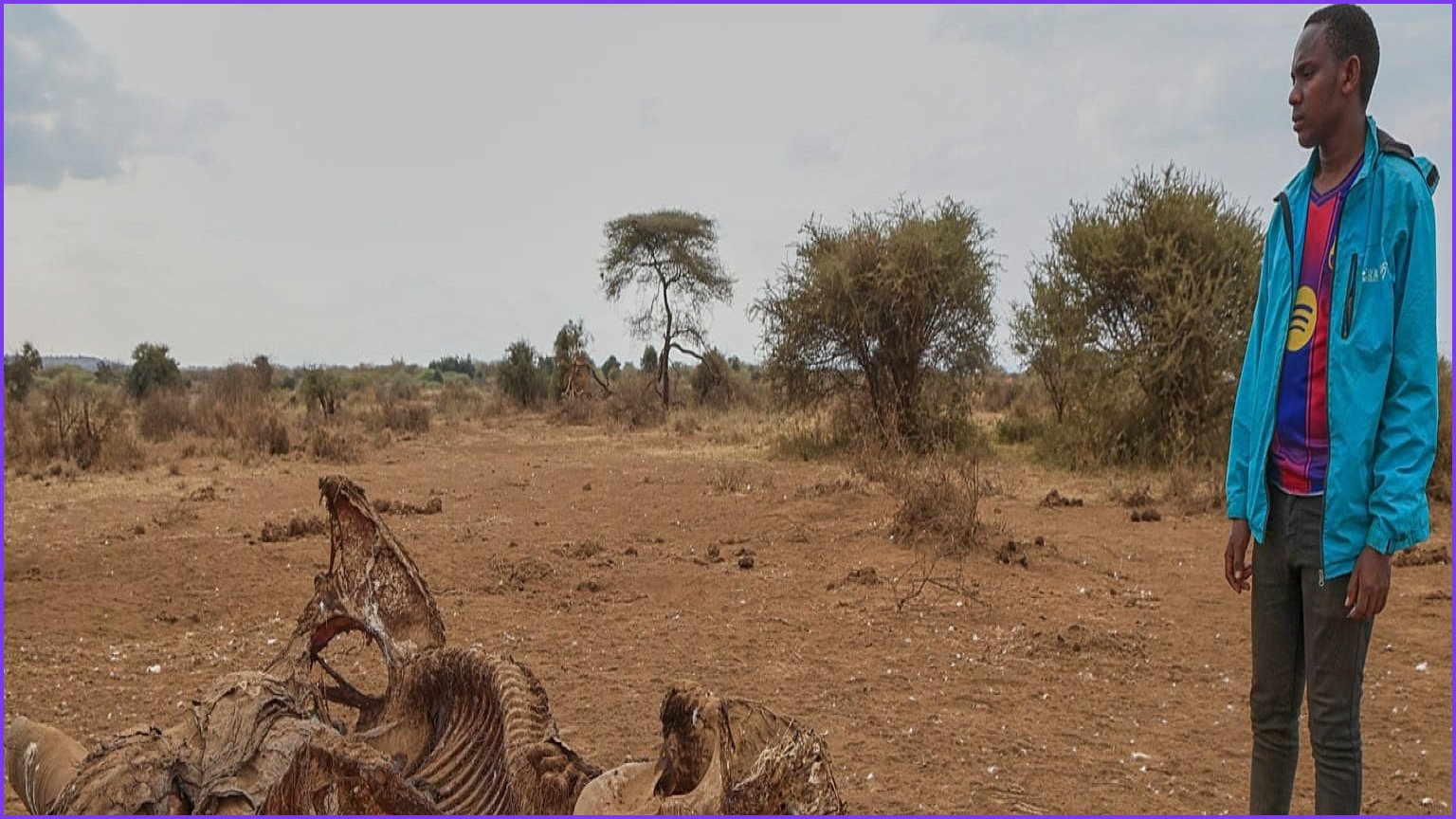 Experts Investigate Mysterious Series of Elephant Deaths in Kenya