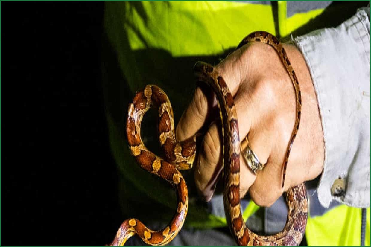 Florida Python Challenge Winner Eliminates 96 Invasive Snakes