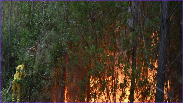 France's Les Landes Forests Face Wildfire Risk Due to Management Practices