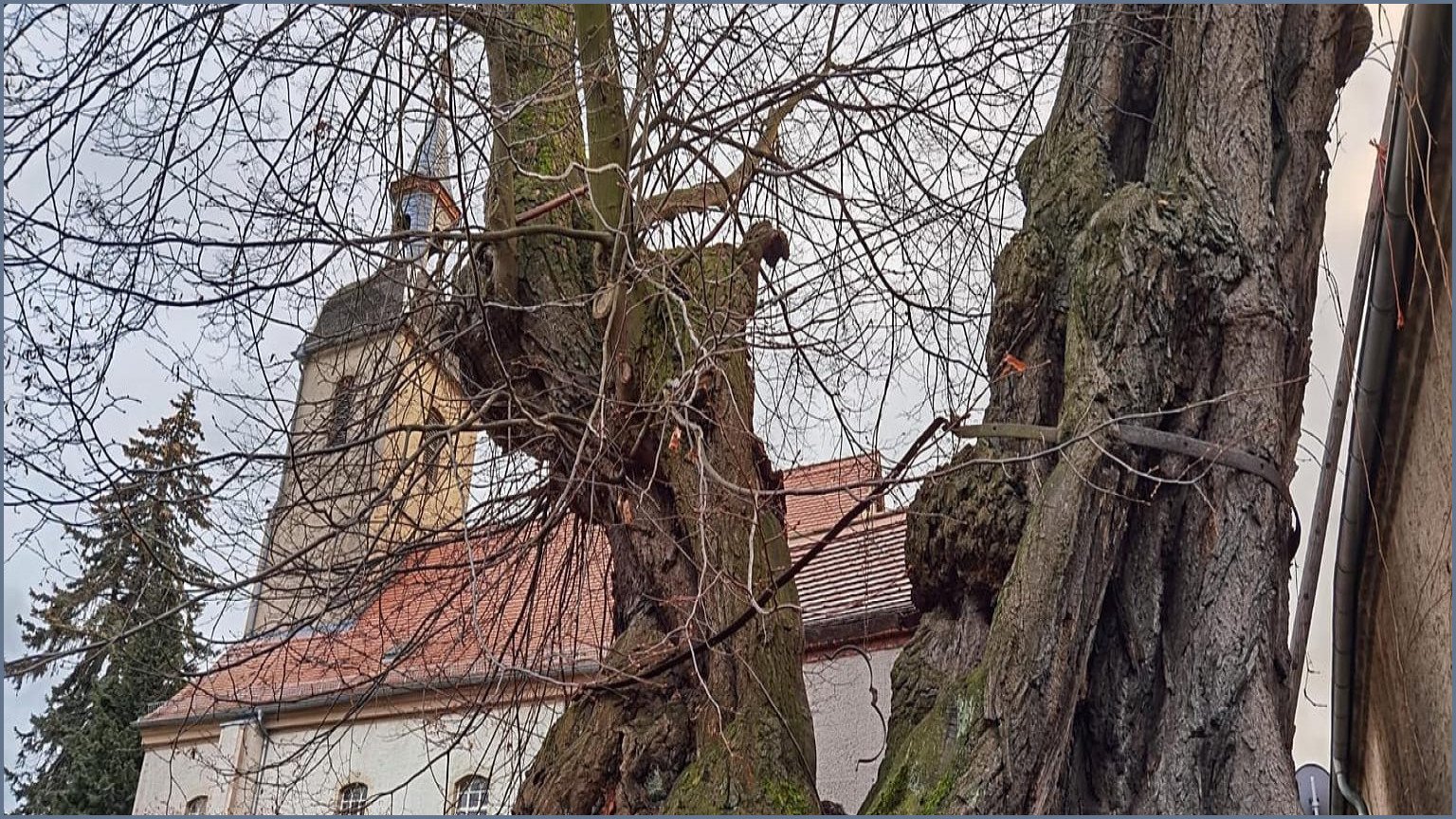 Germany’s Ancient Großpörthen Lime Tree Reveals Dark Legal History