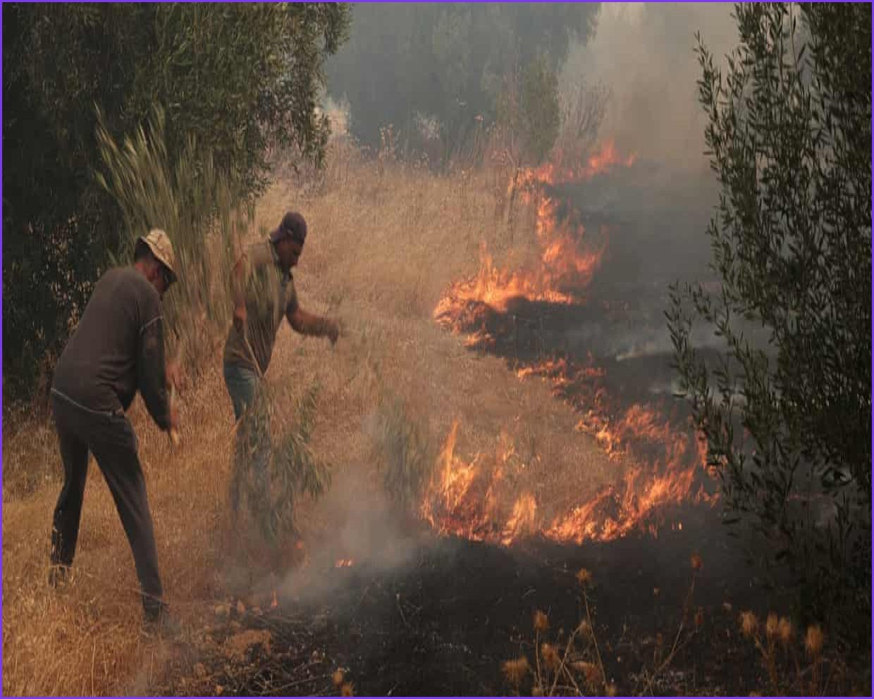 Greece Faces Wildfire Crisis as Evacuations Expand Near Athens
