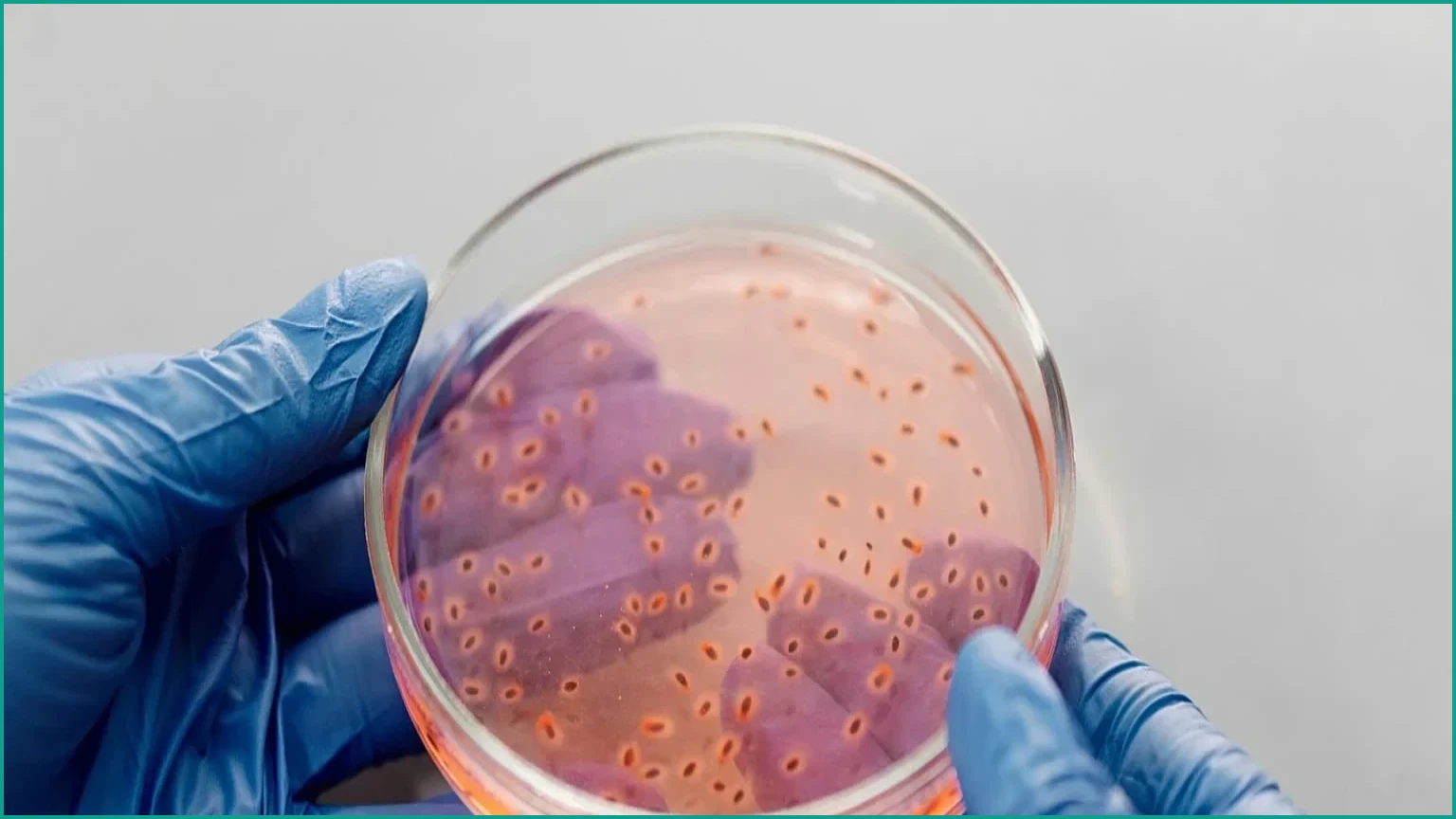 Gut Bacteria-Targeting Viruses Evolve New Ways to Fight Superbugs