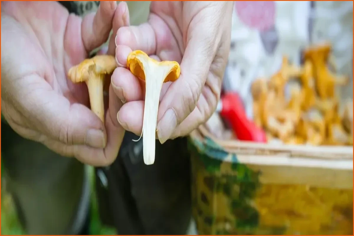 How to Hunt for Wild Mushrooms in Sweden Like a Local