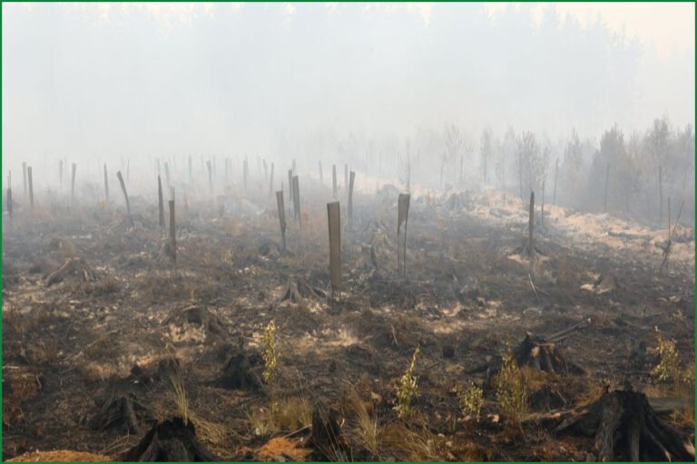 Major Wildfire Scorches High Fens Nature Reserve in Belgium