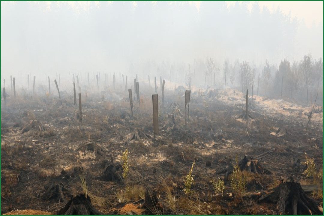 Major Wildfire Scorches High Fens Nature Reserve in Belgium