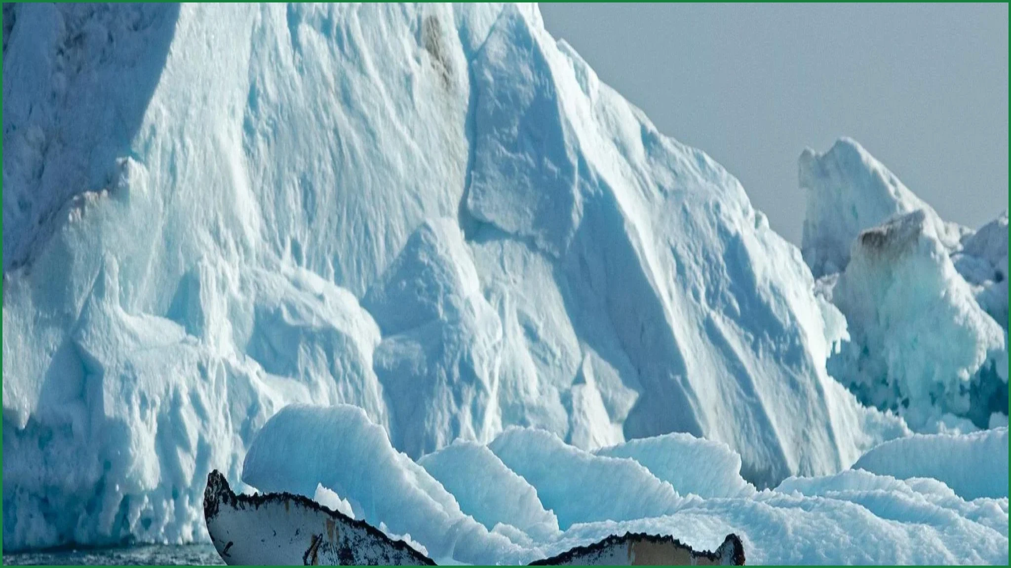 Melting Ice Draws Giant Whales to East Greenland Waters
