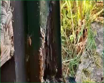 Nature Reserve Manager Shares Office with Massive Wasp Nest