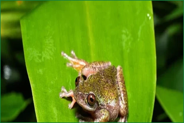 New Costa Rican Coffee Frog Threatened by Plantation Pesticides