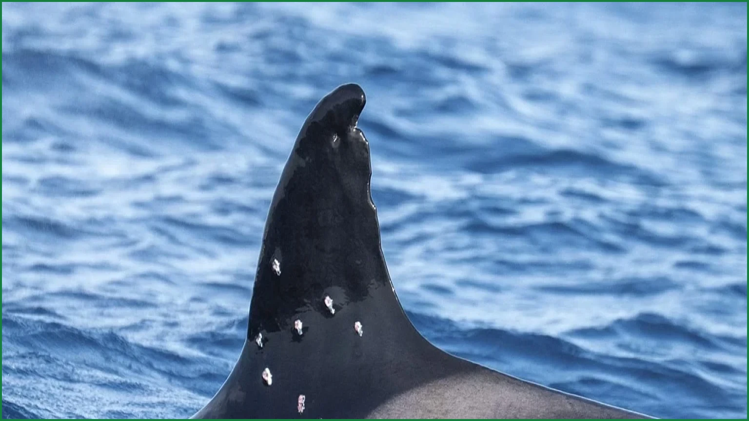 Orca Toñi Found With Suspected Shotgun Wounds in Gibraltar