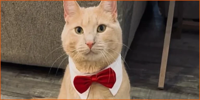 Paralyzed Kitten Becomes Disability Advocate