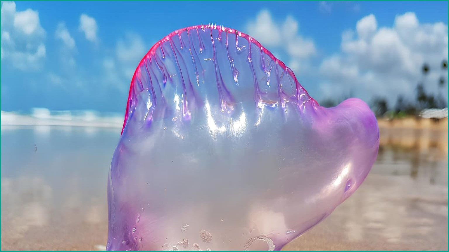 Portuguese Man O’ Wars Prompt Beach Closures in Northern Spain