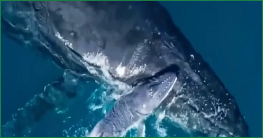 Rare Humpback Whale Birth Captured on Drone Video