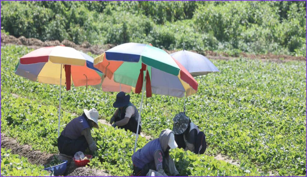 Record Heatwave Across Asia Ruins Crops and Sparks Crisis