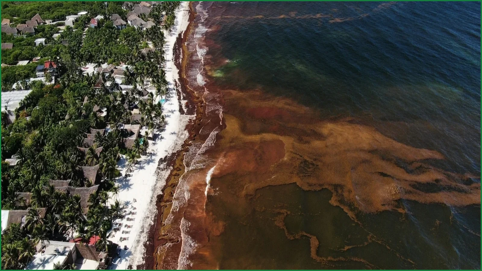 Record Sargassum Seaweed Swaths Blanket Caribbean and Gulf Beaches