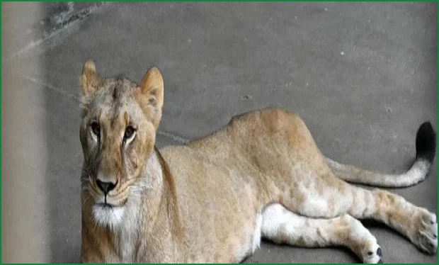 Three Lions Die at Tokyo Zoo Amid Record Heatwave